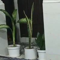 هر ۳گل باهم