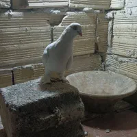 کبوتر طوقی لوتی|پرنده|تبریز, |دیوار