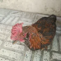 خروس چهل تاج قد بلند قلدر