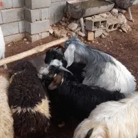 حیوانات مزرعه