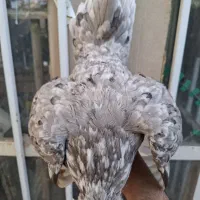 مرغ گلین کرچ یا کپ
