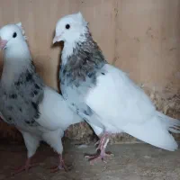کبوتر پرستویی وسرور وطوقی|پرنده|بابل, |دیوار