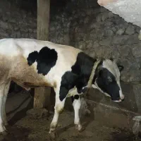 فروش گاو نر