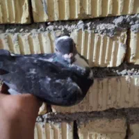 کبوتر