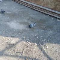 یک عدد کفتر سبز سرور