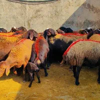 45 میش افشار آبستن جوان معاوضه با ماشین سواری|حیوانات مزرعه|رضویه, |دیوار