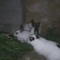 خرگوش زینتی