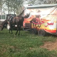 اسبکش،سرخان