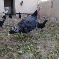 بوقلمون ماده سنگین وزن.|حیوانات مزرعه|کرج, خرمدشت|دیوار