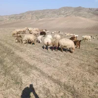 گوسفند|حیوانات مزرعه|انگوت, |دیوار