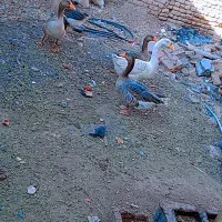 غاز|حیوانات مزرعه|بم, |دیوار