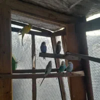 مرغ عشق خوشرنگ سلامت معاوضه با قناری جفت