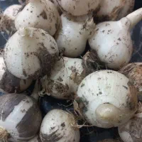 سیر کوهی کوههای کردستان با کیفیت