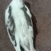 عروس دوکت البینو