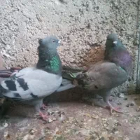 کفتر پرشی