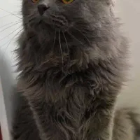 گربه اسکاتیش نر|گربه|اردبیل, |دیوار