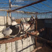 دوحیون هوایی ماده فروشی 500