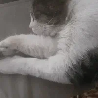 گربم گم شده