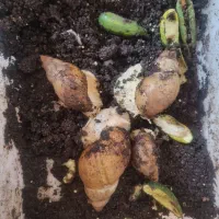۴ عدد حلزون