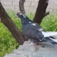 کفتر ماده