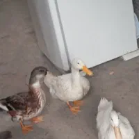 سه عدد اردک محلی سه ماهه