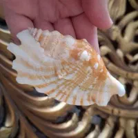 حلزون یا صدف وارداتی خاص