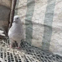 کبوتر|پرنده|بانه, |دیوار