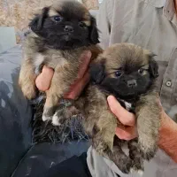 توله سگ|سگ|مسجد سلیمان, |دیوار