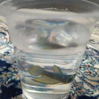 ماهی فایتر نر
