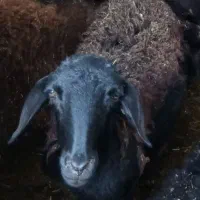 گوسفند ماده