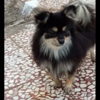 پامرعروسکی ماده