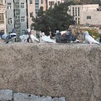 کبوتر یا کفتر پرشی