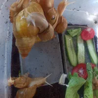 جوجه حلزون ..سرحال تغذیه سالم|خزنده|تهران, صاحب الزمان|دیوار