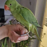 طوطی ملنگو نر ۱ماه و نیمه