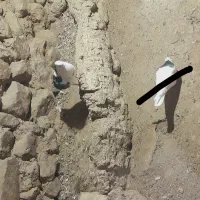 کفتر|پرنده|ضیاء آباد, |دیوار