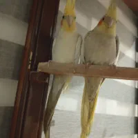 عروس هلندی مولد