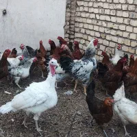 مرغ گلپایگانی تخمگذار