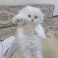 طوله گربه|گربه|آبادان, |دیوار