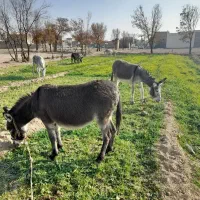 شیرالاغ|حیوانات مزرعه|اصفهان, مارچین|دیوار