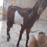 بز نر نیدی|حیوانات مزرعه|خرمشهر, |دیوار