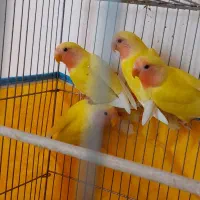 طوطی برزیلی هلویی