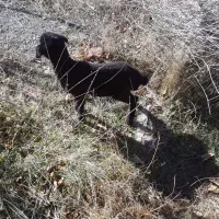 یک عدد بره نر|حیوانات مزرعه|اردبیل, |دیوار