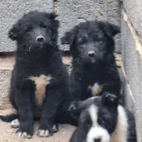 سگ توله قدرجونی