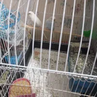 دو جفت مرغ عشق