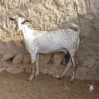 خاص دام|حیوانات مزرعه|اصفهان, بوزان|دیوار
