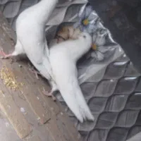 پرنده|پرنده|بند زرک, |دیوار