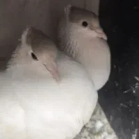 نر و ماده کپ سر
