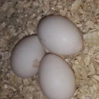 فروش تخم نطفه دار عروس هلندی