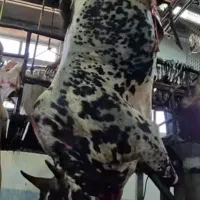 قصاب سیار