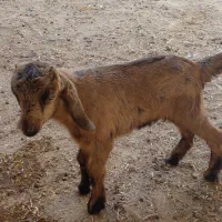 کهره ۲۰ روزه|حیوانات مزرعه|کازرون, |دیوار